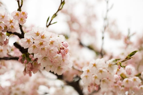 日本全国の桜