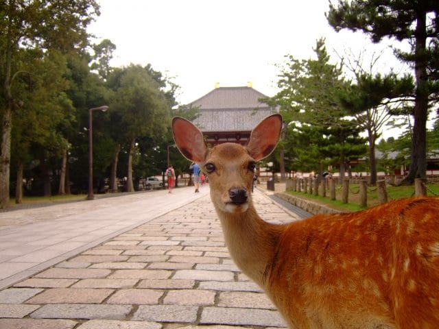 奈良公園の鹿がインバウンドで人気