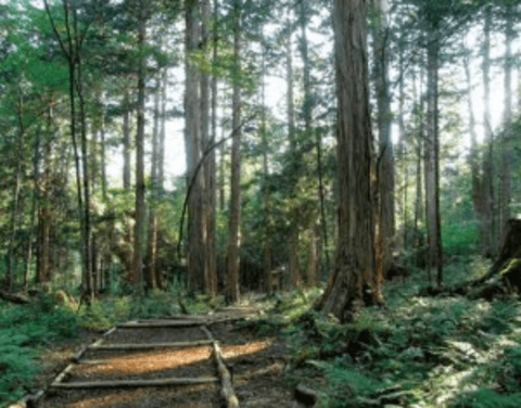 ユニークな観光地域づくり事例2：長野県 赤沢自然休養林での森林セラピーを活かした観光地域づくり